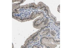 Immunohistochemical staining of human gallbladder with GPR158 polyclonal antibody  shows weak nuclear positivity in glandular cells. (GPR158 anticorps)