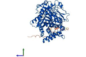 AlphaFold protein structure predicition of Human Recombinant GCLC Protein, UniprotID P48506