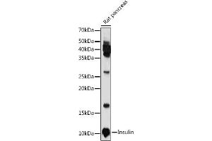 Western blot analysis of extracts of Rat pancreas, using Insulin antibody (ABIN3022884, ABIN3022885, ABIN3022886 and ABIN6219279) at 1:1000 dilution. (Insulin anticorps  (AA 1-110))