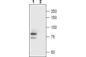 Western blot analysis of rat brain lysate: - 1.