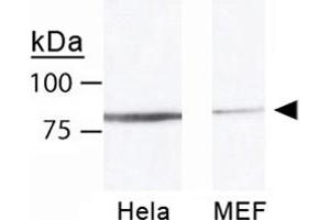 Western blot analysis of MRE11A on 50 ug of HeLa and MEF lysates, using MRE11A polyclonal antibody . (Mre11 anticorps)