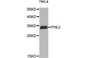 Western blot analysis of extracts of HeLa cells, using FHL2 antibody. (FHL2 anticorps)