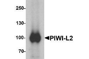 Western blot analysis of PIWI-L2 in HepG2 cell lysate with PIWI-L1 antibody at 1 µg/mL. (PIWIL2 anticorps  (Middle Region))