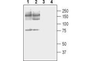 Western blot analysis of rat (lanes 1 and 3) and mouse (lanes 2 and 4) brain membranes: - 1,2. (ATP2B2 anticorps  (2nd Cytoplasmic Loop))