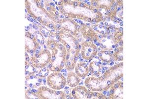 Immunohistochemistry of paraffin-embedded rat kidney using FADD antibody.