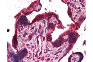 Anti-DPP8 antibody IHC of human placenta. (DPP8 anticorps  (AA 1-39))