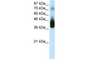 WB Suggested Anti-JUNB  Antibody Titration: 2.