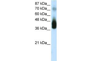 WB Suggested Anti-JUNB  Antibody Titration: 2. (C-JUN anticorps  (C-Term))