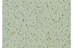 ABIN6277646 at 1/100 staining Mouse muscle tissue by IHC-P. (SH2B1 anticorps  (Internal Region))