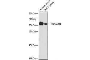 Western blot analysis of extracts of various cell lines using RNASEH1 Polyclonal Antibody at dilution of 1:1000. (Ribonuclease H1 anticorps)