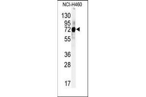 Western blot analysis of anti-CUL5 Antibody (C-term) in Hela cell line lysates (35ug/lane). (Cullin 5 anticorps  (C-Term))