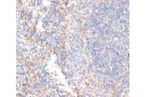 Immunohistochemistry of paraffin-embedded Mouse spleen using GPC3 Polyclonal Antibody at dilution of 1:100 (40x lens).