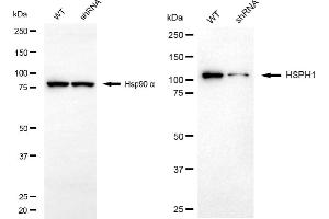 Western blotting analysis using HSPH1 antibody (ABIN7798840). (HSPH1 anticorps)