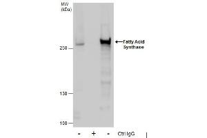 IP Image Immunoprecipitation of Fatty Acid Synthase protein from HeLa whole cell extracts using 5 μg of Fatty Acid Synthase antibody [N1N2], N-term, Western blot analysis was performed using Fatty Acid Synthase antibody [N1N2], N-term, EasyBlot anti-Rabbit IgG  was used as a secondary reagent. (Fatty Acid Synthase anticorps  (N-Term))