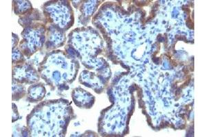 IHC testing of FFPE human placenta with MAML3 antibody (clone MAML3/1303). (MAML3 anticorps)