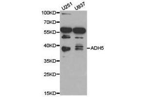Western Blotting (WB) image for anti-Alcohol Dehydrogenase 5 (Class III), chi Polypeptide (ADH5) antibody (ABIN1870820) (ADH5 anticorps)
