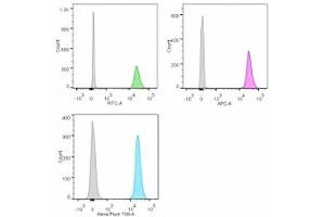 Formalin-fixed, paraffin-embedded human tonsil stained with Nucleolin antibody.