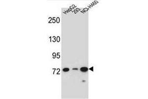 Western blot analysis of LNX2 Antibody (C-term) in HepG2, 293, NCI-H460 cell line lysates (35ug/lane). (LNX2 anticorps  (C-Term))