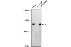 Immunoprecipitation analysis of 300 μg extracts of 293T cells using 3 μg CTCF antibody (ABIN7266164).