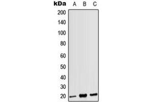 Western blot analysis of CD3g expression in HEK293T (A), Raw264. (CD3G anticorps  (Center))