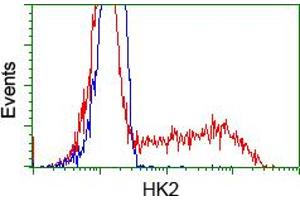 Image no. 4 for anti-Hexokinase 2 (HK2) antibody (ABIN1498647) (Hexokinase 2 anticorps)