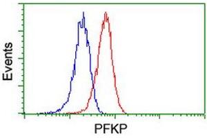 Image no. 6 for anti-phosphofructokinase, Platelet (PFKP) antibody (ABIN1500161)