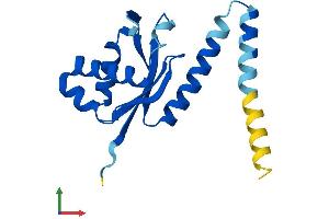 AlphaFold protein structure predicition of Human Recombinant POP5 Protein, UniprotID Q969H6