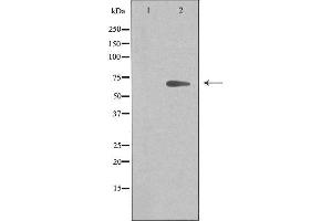 Western blot analysis of extracts from 293 cells, using ARMX2 antibody. (ARMCX2 anticorps  (Internal Region))