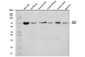 Western blot analysis of DLAT using anti-DLAT antibody (ABIN7602307). (DLAT anticorps  (AA 69-642))