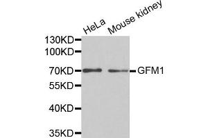 Western Blotting (WB) image for anti-G-Elongation Factor, Mitochondrial 1 (GFM1) antibody (ABIN1872802) (GFM1 anticorps)