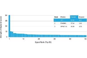 Analysis of Protein Array containing >19,000 full-length human proteins using AIF1 Mouse Monoclonal Antibody (rAIF/1909) Z- and S- Score: The Z-score represents the strength of a signal that a monoclonal antibody (Monoclonal Antibody) (in combination with a fluorescently-tagged anti-IgG secondary antibody) produces when binding to a particular protein on the HuProtTM array.