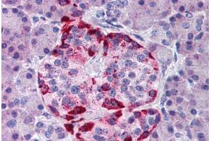 Human Pancreas (formalin-fixed, paraffin-embedded) stained with EPHA2 antibody ABIN291771 at 10 ug/ml followed by biotinylated goat anti-rabbit IgG secondary antibody ABIN481713, alkaline phosphatase-streptavidin and chromogen. (EPH Receptor A2 anticorps  (AA 450-500))