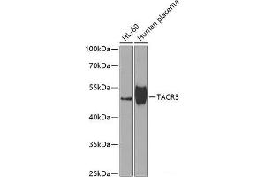 Western blot analysis of extracts of various cell lines using TACR3 Polyclonal Antibody at dilution of 1:1000. (TACR3 anticorps)