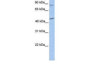 POLK antibody used at 1 ug/ml to detect target protein. (POLK anticorps)