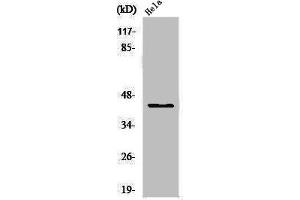 Western Blot analysis of HeLa cells using USF-2 Polyclonal Antibody (USF2 anticorps  (Internal Region))