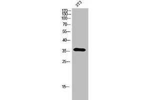 Western Blot analysis of 3T3 cells using Olfactory receptor 5A2 Polyclonal Antibody (OR5A2 anticorps  (C-Term))