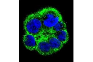 Confocal immunofluorescent analysis of PCYT1A Antibody (N-term) (ABIN656103 and ABIN2845445) with WiDr cell followed by Alexa Fluor 488-conjugated goat anti-rabbit lgG (green).