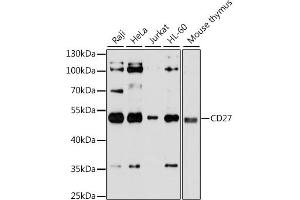 Western blot analysis of extracts of various cell lines, using CD27 antibody. (CD27 anticorps)