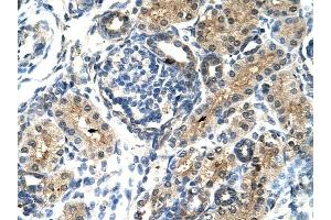 TIMELESS antibody was used for immunohistochemistry at a concentration of 4-8 ug/ml to stain Epithelial cells of renal tubule (arrows) in Human Kidney. (TIMELESS anticorps  (N-Term))
