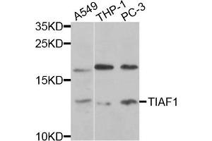 Western blot analysis of extracts of various cells, using TIAF1 antibody. (TIAF1 anticorps)