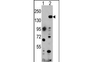 Western blot analysis of EHMT1 (arrow) using rabbit polyclonal EHMT1 Antibody (C-term) (ABIN387855 and ABIN2844017). (EHMT1 anticorps  (C-Term))