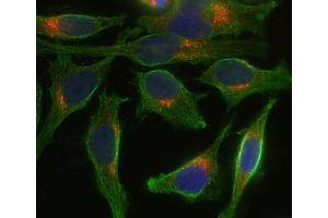 Indirect immunostaining of Hela cells with anti-syntaxin 8 (dilution 1 : 100; red) and mouse anti-α-tubulin (ABIN1742547, dilution 1 : 100; green). (STX8 anticorps  (AA 1-215))