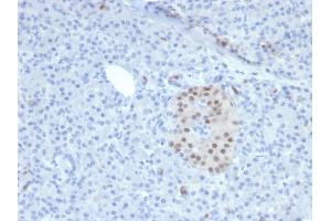 Formalin-fixed, paraffin-embedded human Pancreas stained with NKX6.