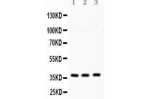 Anti- Syntaxin 1a Picoband antibody, Western blotting All lanes: Anti Syntaxin 1a  at 0. (STX1A anticorps  (N-Term))