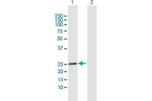 Western Blot analysis of GSTK1 expression in transfected 293T cell line by GSTK1 MaxPab polyclonal antibody. (GSTK1 anticorps  (AA 1-226))