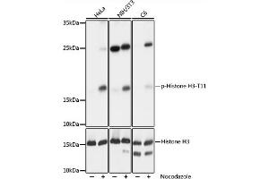 Western blot analysis of extracts of NIH/3T3 cells, using phospho-STK4-T387 pAb (ABIN3023615, ABIN3023616, ABIN3023617 and ABIN6225469) at 1:1000 dilution or Histone H3 antibody . (Histone 3 anticorps  (pThr11))
