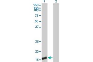 Western Blot analysis of UBL4A expression in transfected 293T cell line by UBL4A MaxPab polyclonal antibody. (UBL4A anticorps  (AA 1-157))