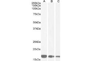 ABIN184738 (1µg/ml) staining of Human (A) and (0.