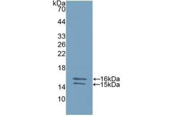 IL23A antibody  (AA 20-189)