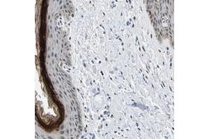 Immunohistochemical staining of human vulva/anal skin with C14orf177 polyclonal antibody  shows distinct positivity in stratum granulosum of squamous epithelium. (C14ORF177 anticorps)